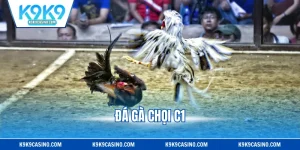 Đá Gà Chọi C1 - Sân Chơi Quy Tụ Những Chiến Kê Hàng Đầu