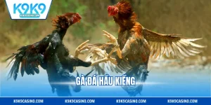 Gà Đá Hầu Kiềng - Loại Hình Thi Đấu Vô Cùng Thú Vị 2025