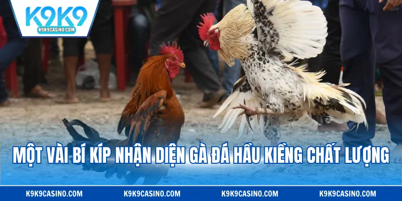 Một vài bí kíp nhận diện gà đá hầu kiềng chất lượng